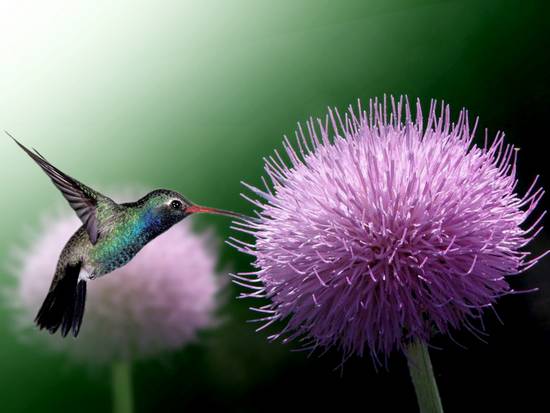 humming bird.jpg