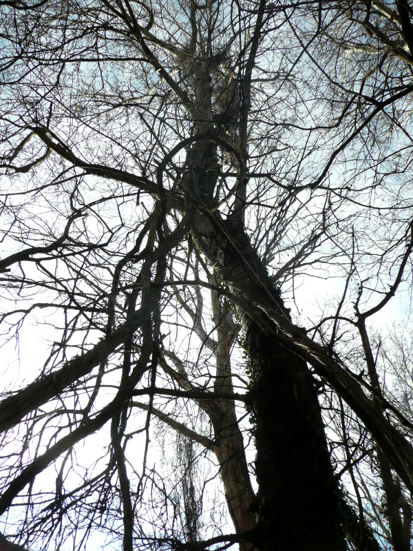 from nature 9.JPG