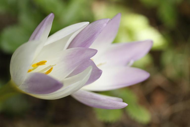 Colchicum autumnale 3.JPG