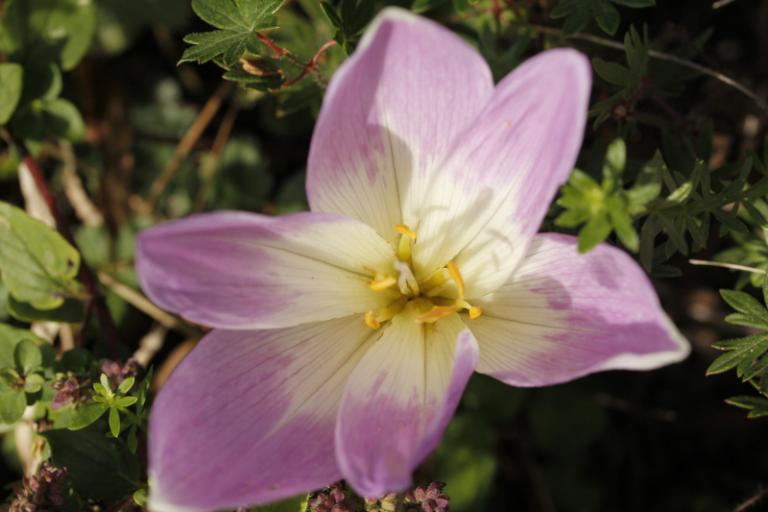 Colchicum autumnale 5.JPG