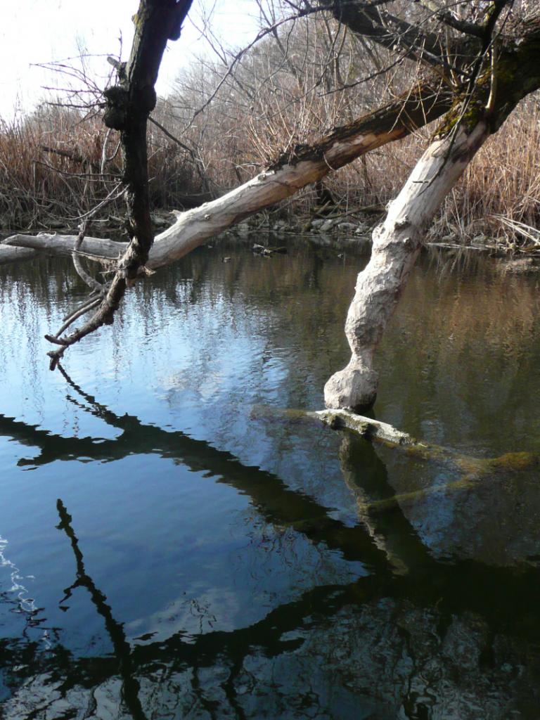 from nature 10.JPG