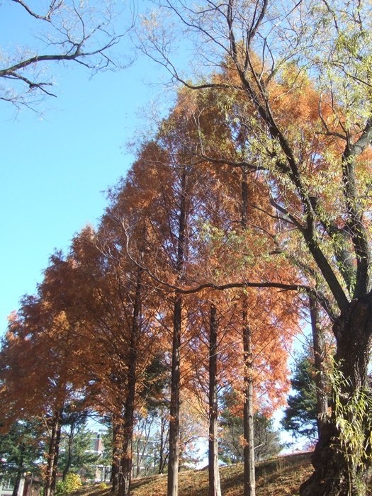 DSCF6293.JPG