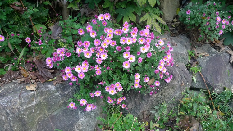 hanam-02-20090930.JPG