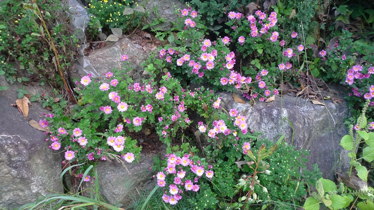 hanam-03-20090930.JPG