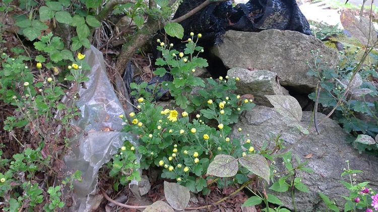 hanam-04-20090930.JPG
