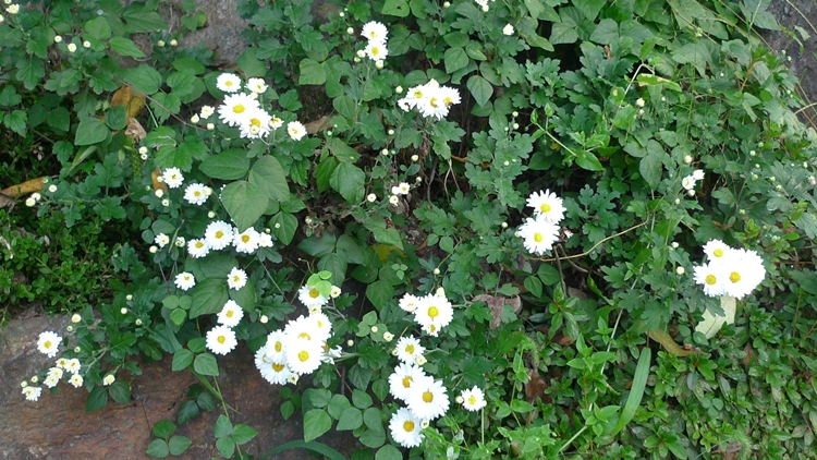 hanam-05-20090930.JPG