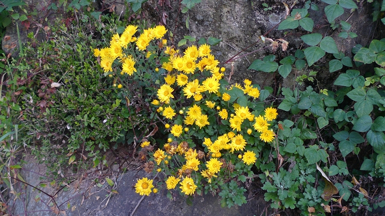 hanam-06-20090930.JPG