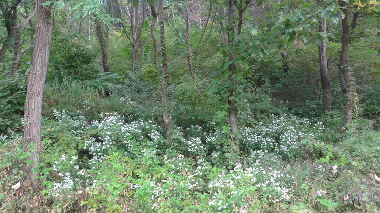 hanam-07-20090930.JPG