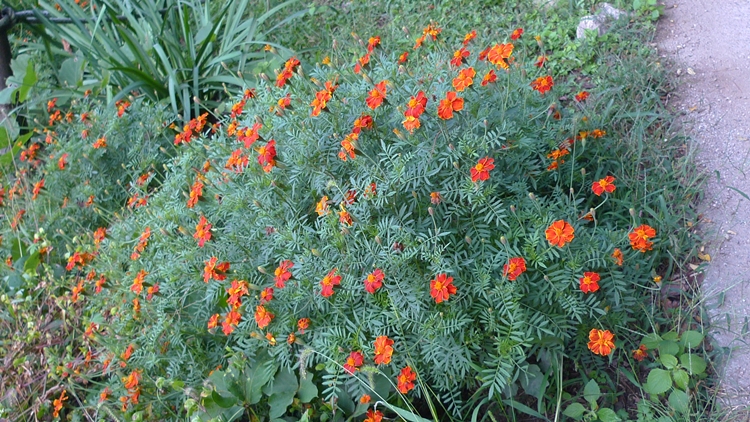 hanam-08-20090930.JPG