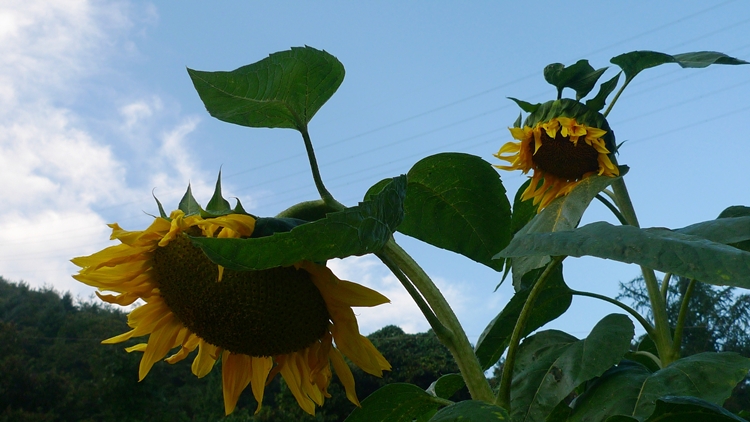 hanam-12-20090930.JPG