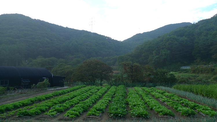 hanam-13-20090930.JPG