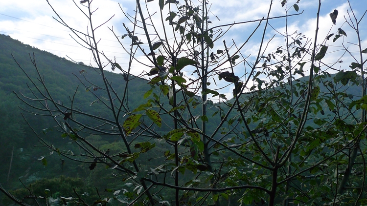 hanam-17-20090930.JPG