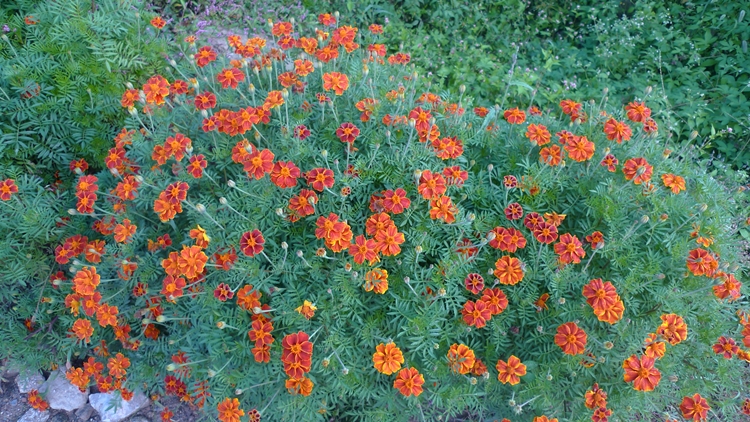 hanam-18-20090930.JPG