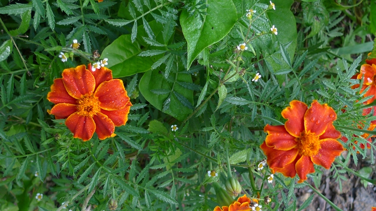 hanam-22-20090930.JPG