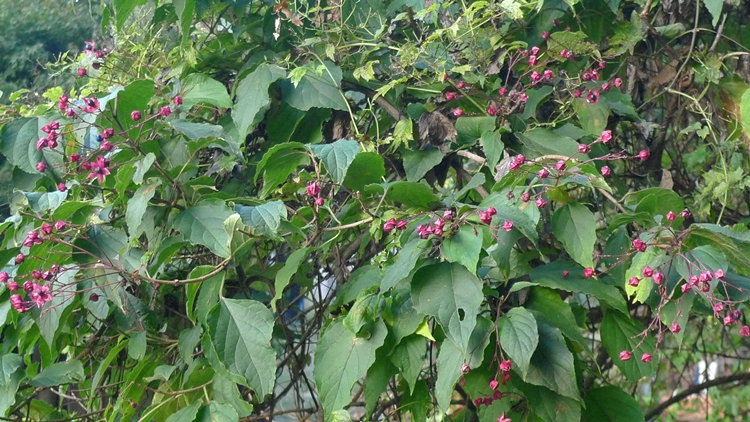 hanam-25-20090930.JPG