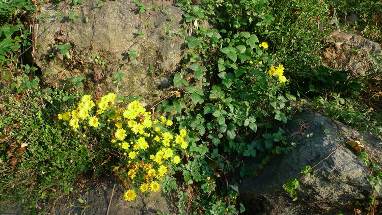 hanam-27-20090930.JPG