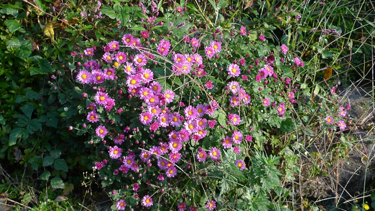 hanam-28-20090930.JPG