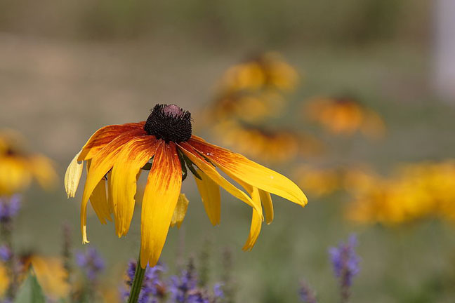 Rudbeckia.1.jpg