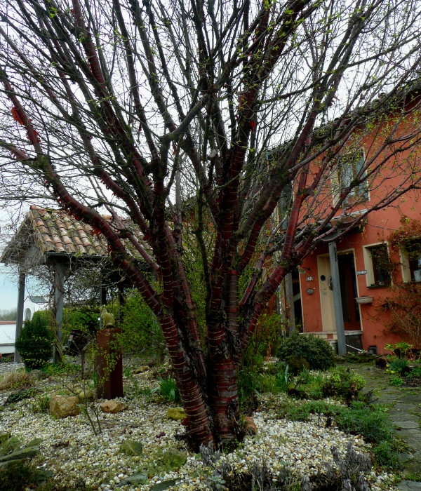Tibet -Kirschbaum 1.JPG