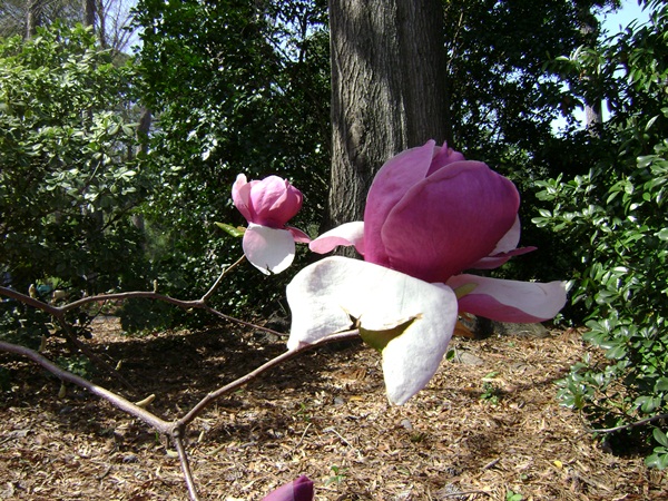 b-DSC03354.JPG