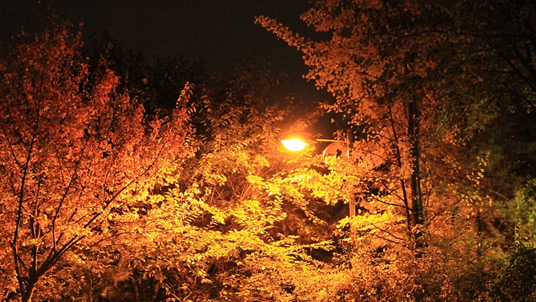 IMG_0849_1.jpg