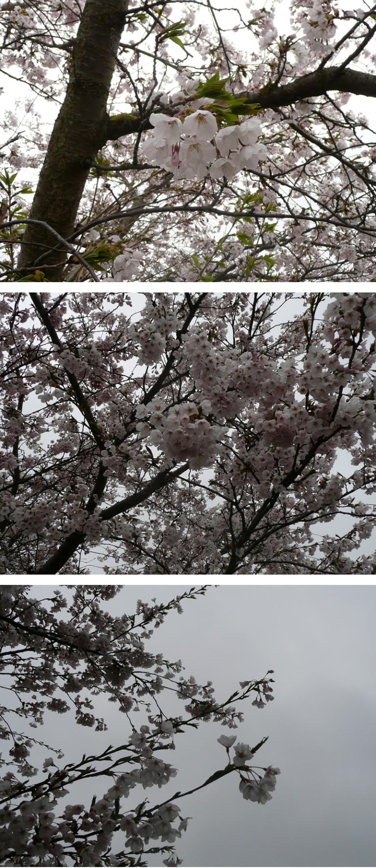 P1290360-vert kyoto-kirschbaum.jpg