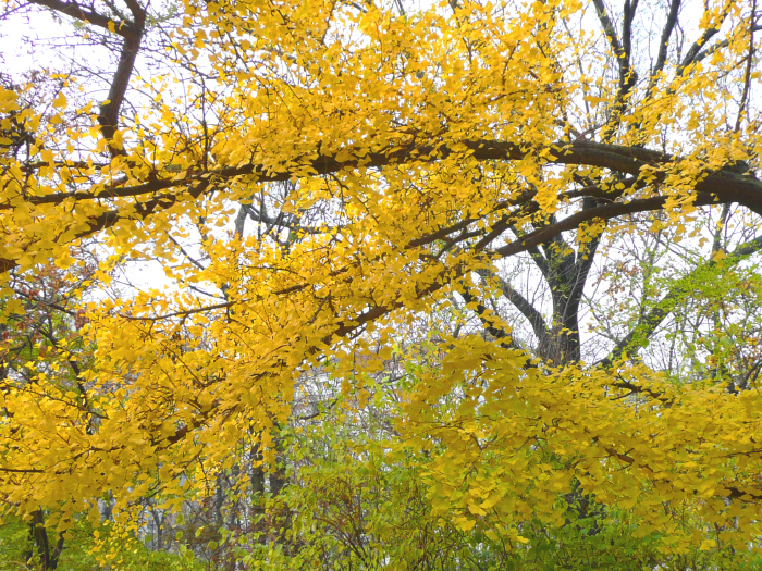 Stadtpark GinkoP1230939.JPG