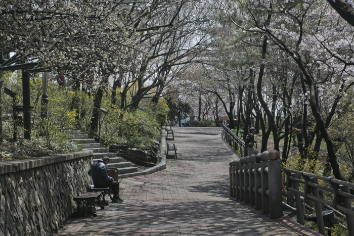 cherry0700.jpg