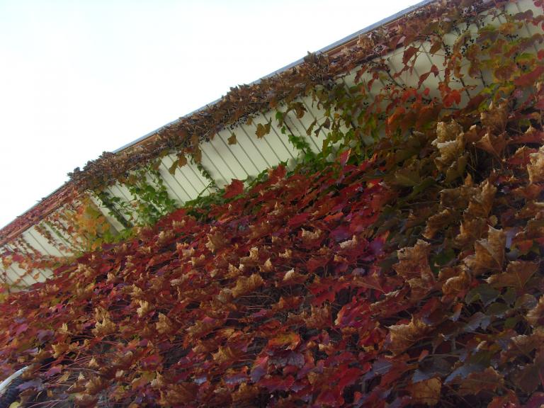 SDC10509.JPG