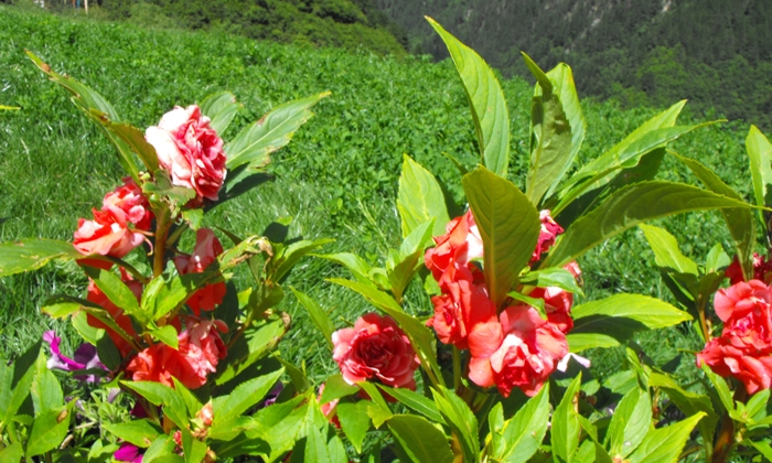DSCF6357.JPG
