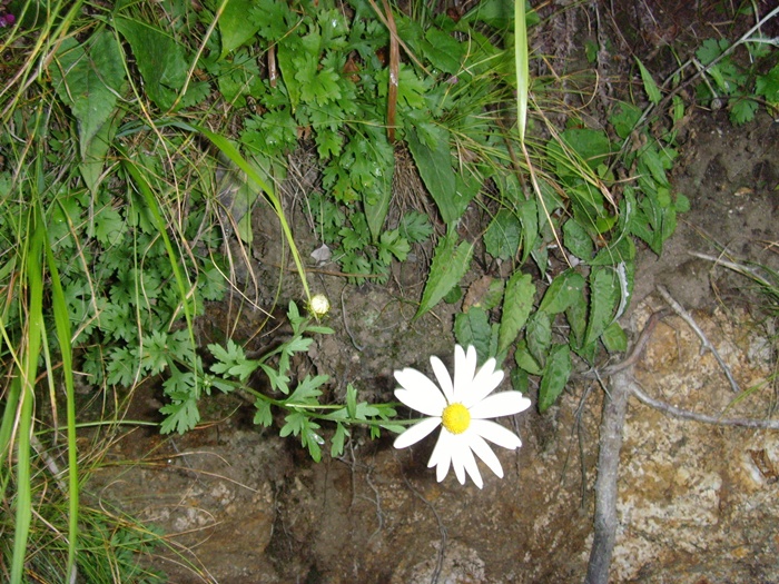 SNV37706.JPG