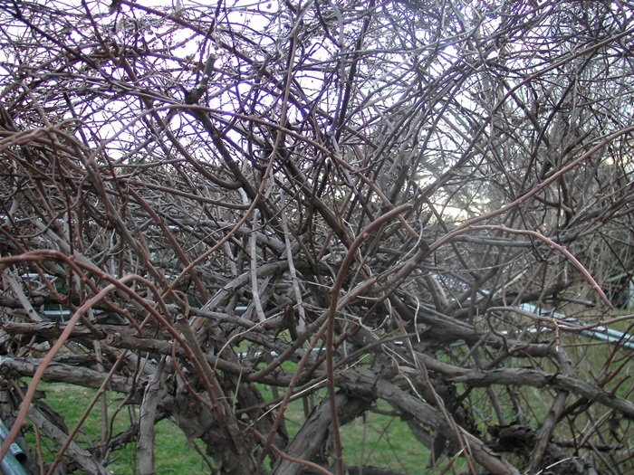 a-SANY0655.JPG