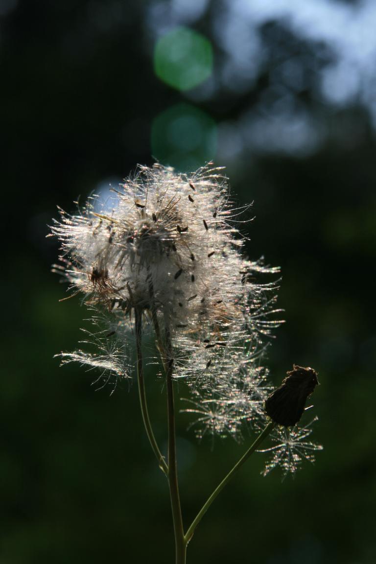 IMG_2798.JPG
