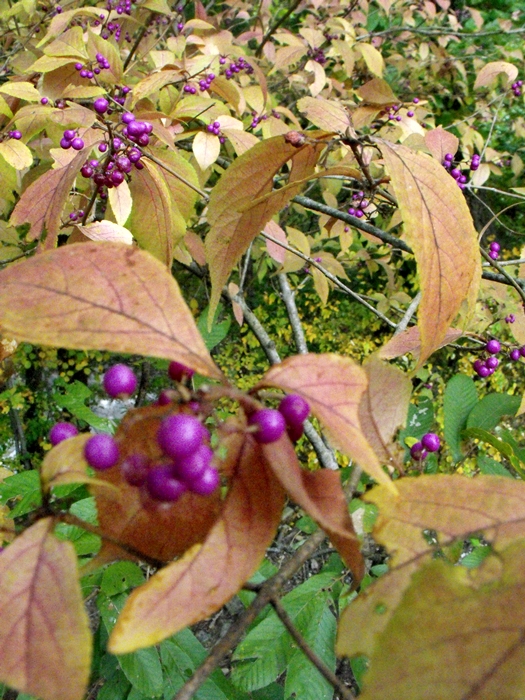 DSCF9025.JPG