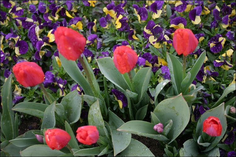 iicc20130425-9.JPG