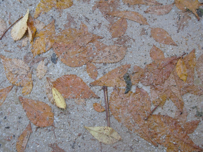 IMG_8646.JPG