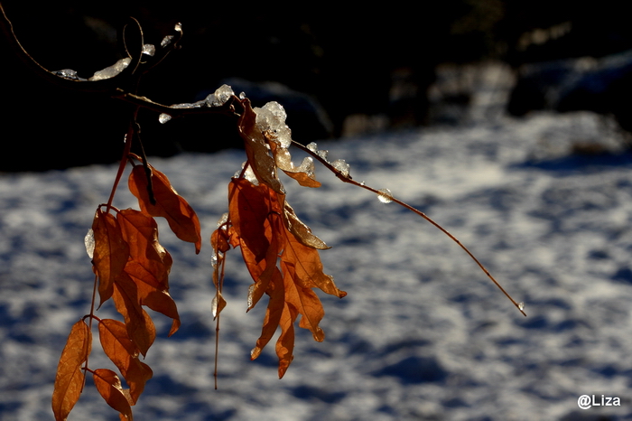IMG_2743_1.JPG