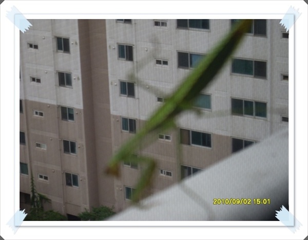 SDC11374.JPG
