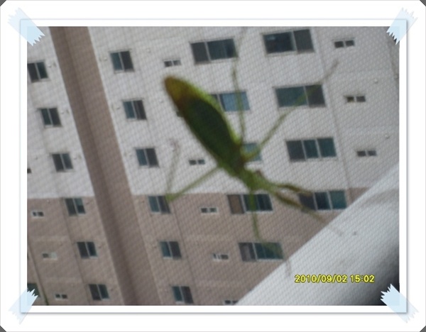 SDC11375.JPG