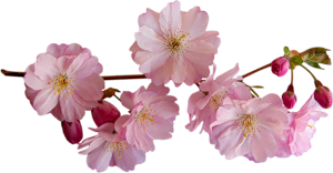 0_5b262_e78889de_M.png