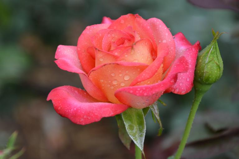 CSC_0527.JPG