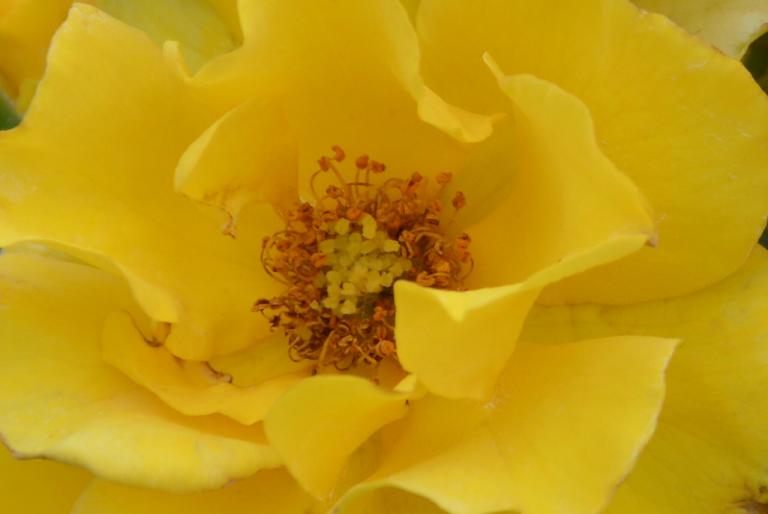 CSC_0531.JPG
