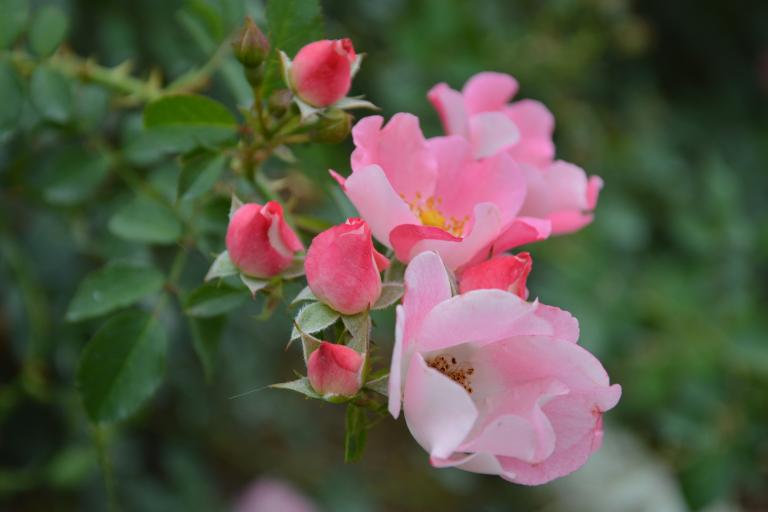 CSC_0544.JPG