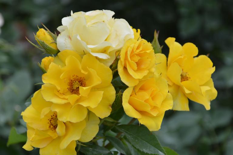 CSC_0547.JPG