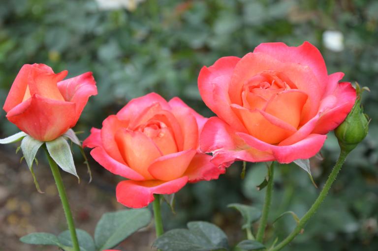 DSC_0435.JPG