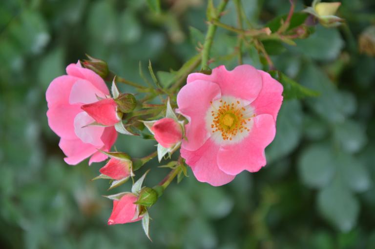 DSC_0486.JPG