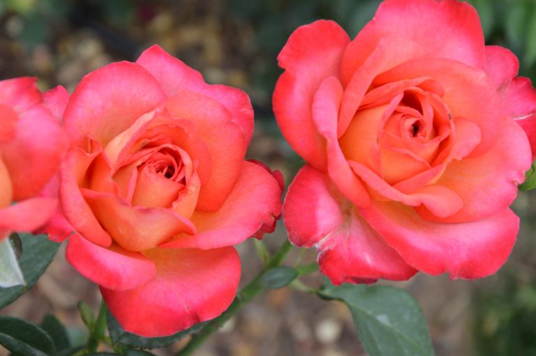 DSC_0521.JPG