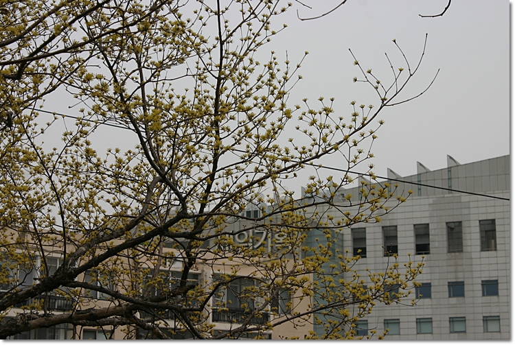 iicc-20130330-13.JPG