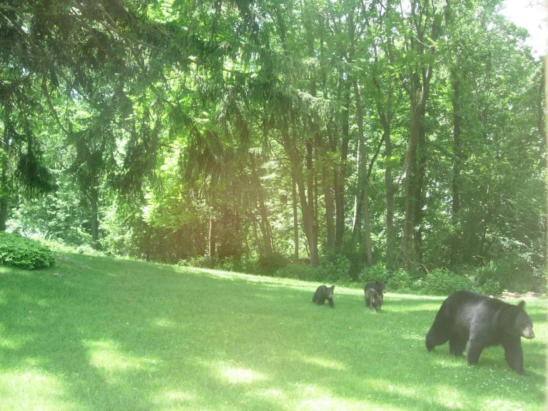 bear3.JPG