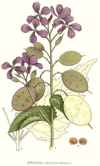 Lunaria annua.jpg